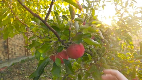 A female hand is picking a red apple from a tree. Slow motion Stock Footage 97279092