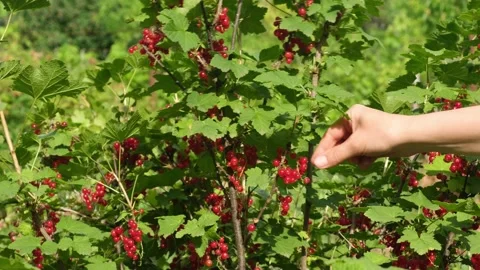 Female hand picking red currant berries from the bushes in the summer garden Stock Footage 236080571