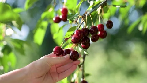 Female hand picking ripening cherry fruits hanging on a cherry tree branch. 库存影片 280367013