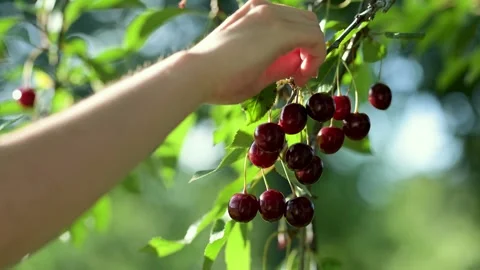 Female hand picking ripening cherry fruits hanging on a cherry tree branch. Stockbeeldmateriaal 285466048