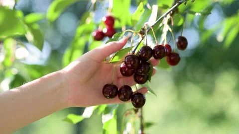 Female hand picking ripening cherry fruits hanging on a cherry tree branch. Stock Footage 285805329