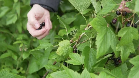 Female hand picks black currant berries from the bush Stock Footage 112280372