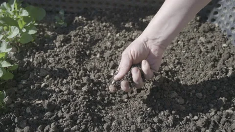Female hand preparing the soil in the high garden bed Stock Footage 157600740