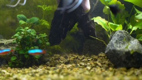 Female hand puts decoration in the aquarium Stock Footage