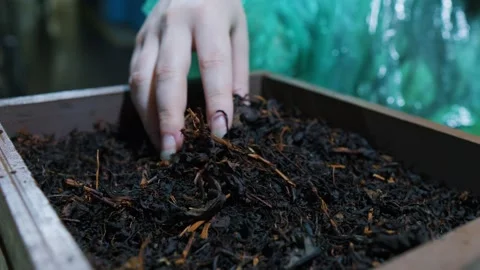 Female hand sorting dry tea leaves at Tea Factory. Sri Lanka. Nuwara Eliya. Video stock 246474369