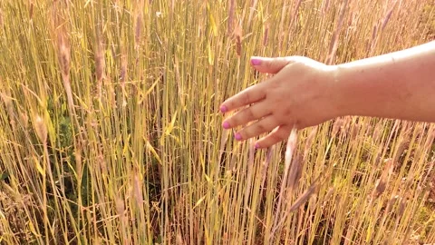 A female hand is sorting out rye crops in the field Stock Footage 134738997