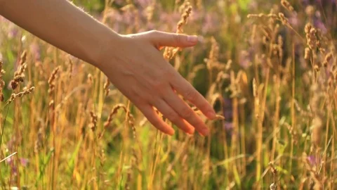 Female hand spends through on the grass Stock Footage 79041149
