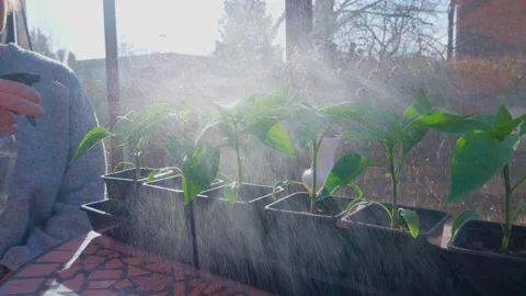 Female hand spray misting small pepper plants in backlight sun inside a Stock Footage 304496668