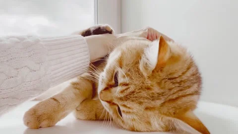 Female hand stroking British ginger cat lying on windowsill 動画素材 255003532