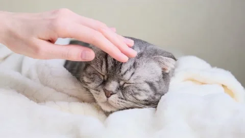 A female hand is stroking a cute gray Scottish Fold cat with yellow eyes Stock Footage 149662199