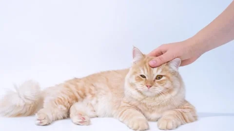 Female hand stroking a fluffy ginger tabby cat on white background. Stock Footage 249259459
