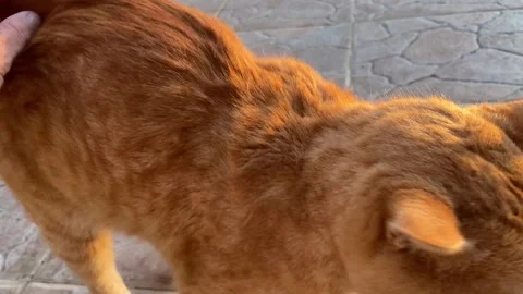 Female hand stroking a ginger cat outside Video stock 293163006