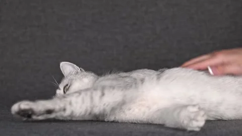 Female hand stroking a gray cat Stock Footage 201352646
