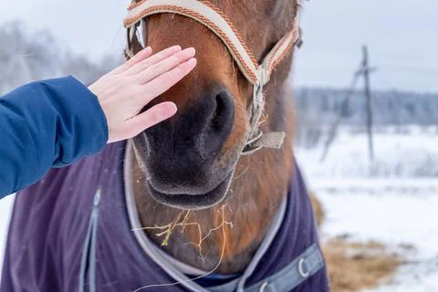 Female hand stroking the muzzle of brown horse in countryside Stock Photos