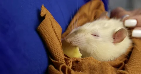 A female hand stroking a pet. Stock Footage 166862099