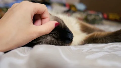Female hand stroking a Siamese young domestic cat. love for a pet Stock Footage 160903841