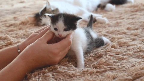 Female hand stroking a small newborn black and white kitten on a brown cloth Video stock 125437272