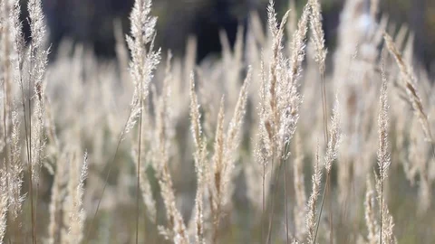 Female hand stroking spikelets in the field Stock Footage 97242543