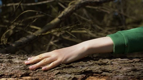 Female hand stroking a tree trunk Video stock 128863672
