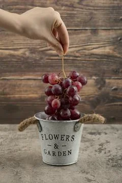 Female hand taking cluster of red grapes from metal bucket Stock Photos