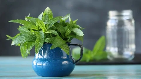 Female hand taking fresh mint, healthy herb concept Stock Footage 76146265