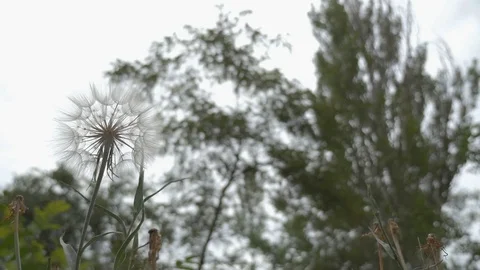 Female hand tears off and throws blooming dandelion in green grass. Summer Stock Footage 83529508