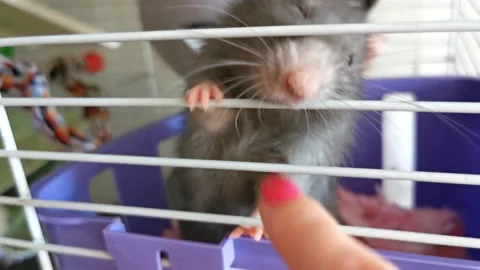 Female hand is teasing gray pet rat sitting in a cage with a finger Stock Footage 220566376