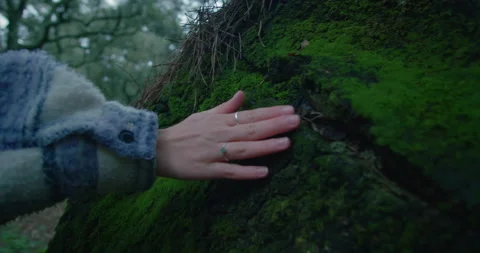 Female hand touch moss on tree trunk in forest Stock Footage 157481034