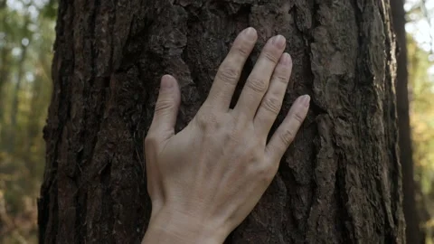 Female Hand Touching and Stroking Bark of Pine Tree in Forest. Hand Touching Stock-Footage 142139997