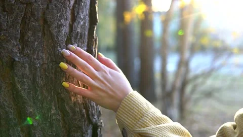 Female hand touching and stroking pine tree bark in autumn forest park. Stock-Footage 162011687