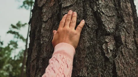 Female hand touching on a big tree in forest with love. Protection nature Video stock 163648359