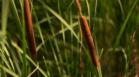 Female hand touching grass Video stock 66679966