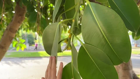 Female hand touching a large leaf of a Ficus elastica tree during daytime Vídeos de archivo 309143065