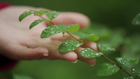 Female hand touching leaf green leaves covered raindrops on woman palm closeup Stock Footage