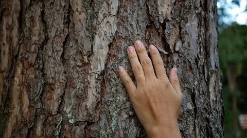 Female hand touching on old tree gently. Nature protection concept. Stock Footage 118730160