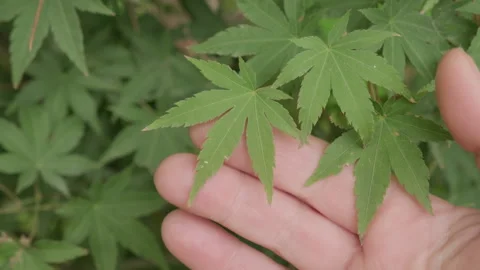 Female hand touching palmate maple leaf on bush branch in park Stock Footage 292308429