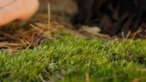 Female hand touching softly the moss on the ground Stock Footage 123762995