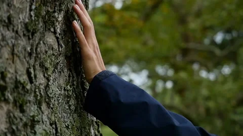 Female hand touching tree bark Stock Footage 68940391