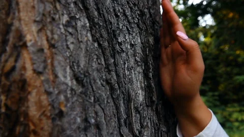 Female Hand Touching Tree Stock-Footage 103854069