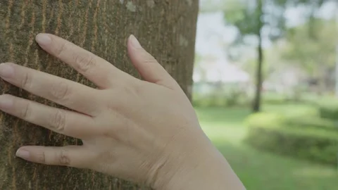 Female hand touching a tree trunk in the garden. Stock Footage 233809584