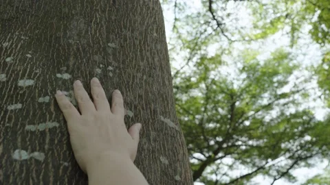 Female hand touching a tree trunk in the garden. Stock Footage 233809601