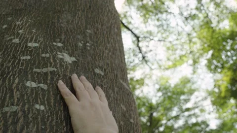 Female hand touching a tree trunk in the garden. Stock Footage 233891298
