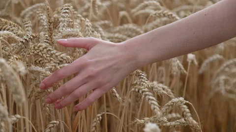 Female hand touching wheat ears, close-up view. Young woman's hand movi Stock Footage 136313335