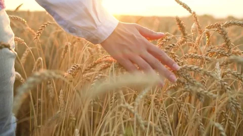 Female hand touching wheat on the field in a sunset light. Slow motion Stock Footage
