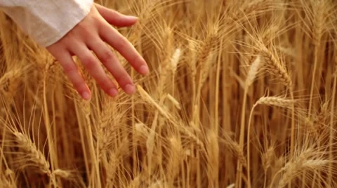 Female hand touching wheat Stock Footage 52855354