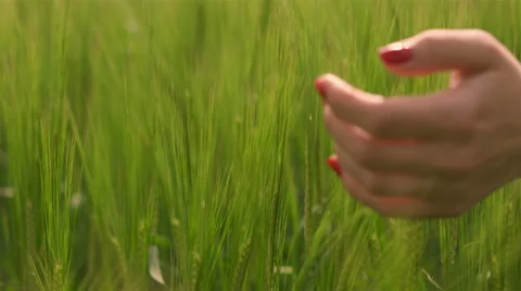 Female hand touching wheat in summer field Video stock 64320282