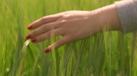 Female hand touching wheat in summer field Video stock 64903959