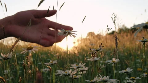 Female hand touching white chamomile flower on background sky and amazing sunset Stock Footage 199376422