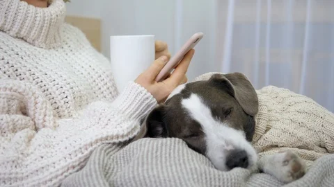 Female Hand Using Cell Phone Lying In Bed With Her Dog Stock Footage 100234191