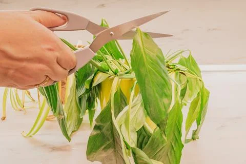 Female hand using scissors to prune and trim damaged yellow leaves of wilti.. Stock Photos